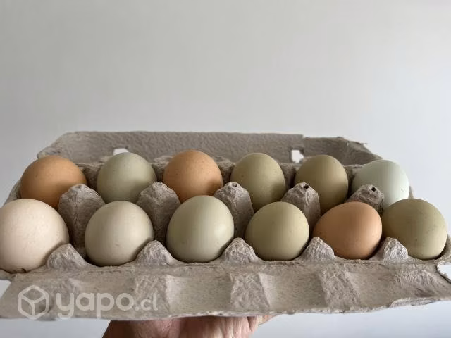 Huevos de campo