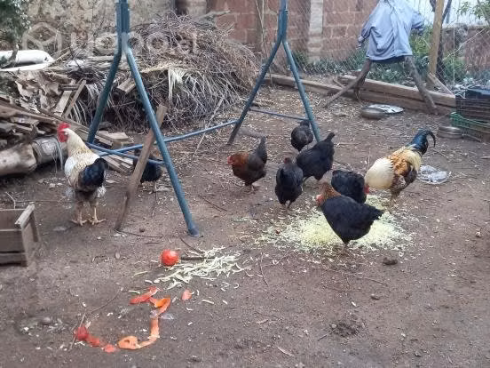 Gallinas ponedoras - Imagen 3