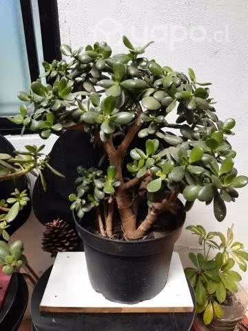 Plantas