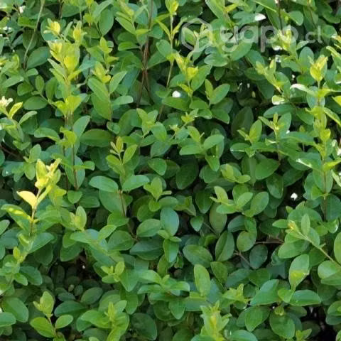 Ligustrina verde cerco vivo
