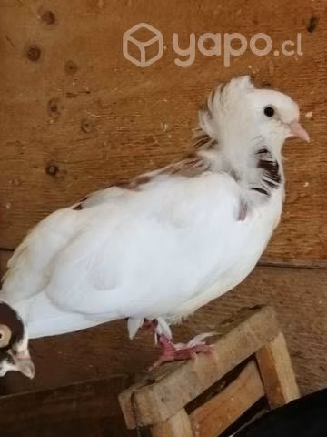 Palomas capuchinas