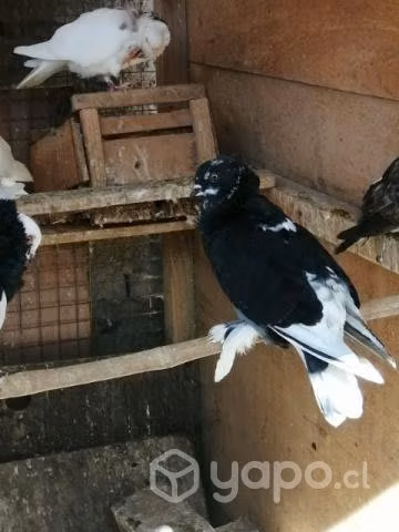 Palomas capuchinas