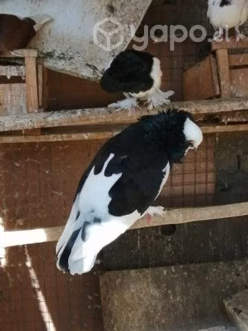 Palomas capuchinas