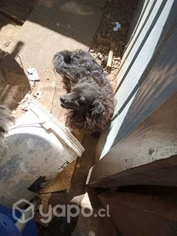 Doy en adopcion perritos x por cambio de casa