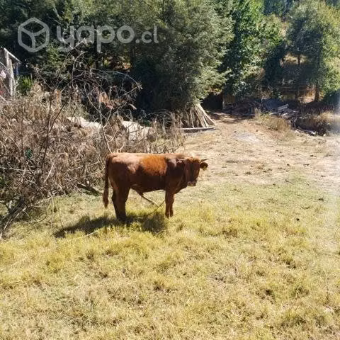 Pareja de nobillos menos de 1 año
