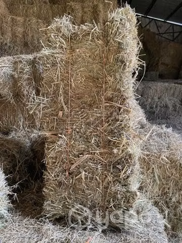 Fardos de alfalfa