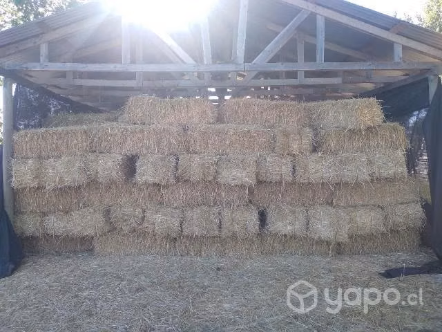 Fardos de paja de trigo