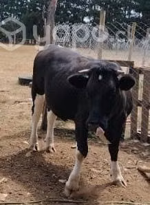VAQUILLA preñada