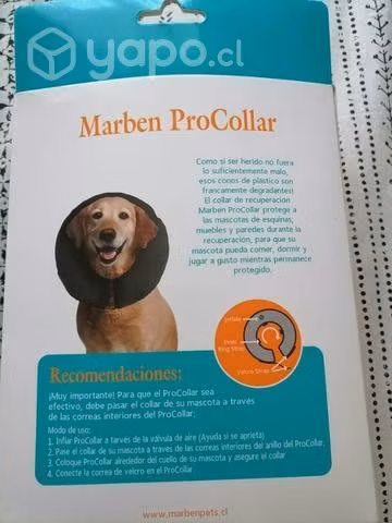 Collar isabelino (Dog)