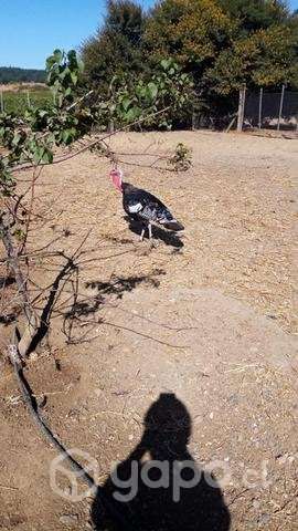 pavos - Imagen 2
