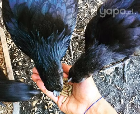 Alimento Deshidratado de larva Mosca S. Negra