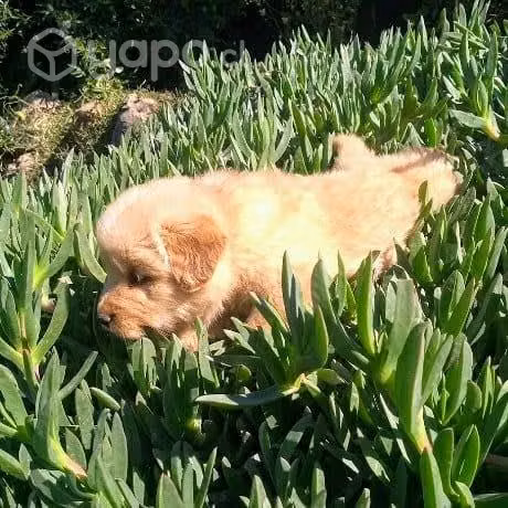 Golden retriever inscritos línea única en chile