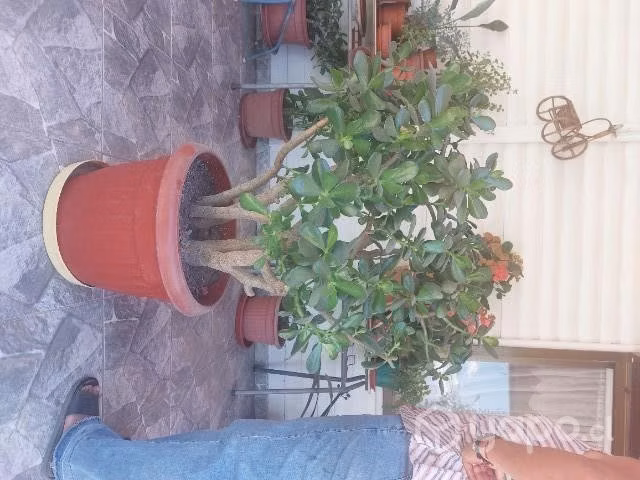 Plantas de jade