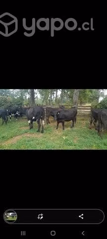 Vaquillas - Imagen 4