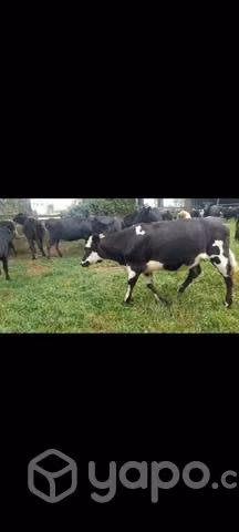 Vaquillas