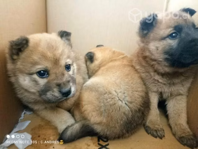 Se regalan cachorros