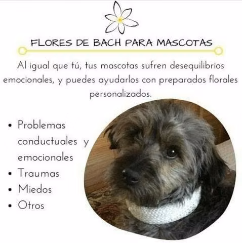 Flores de bach - Imagen 5