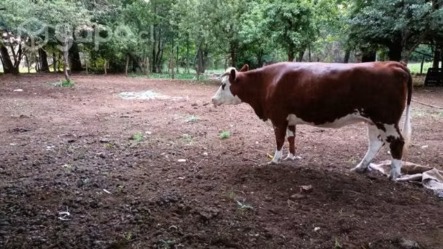 Vaquilla vaca