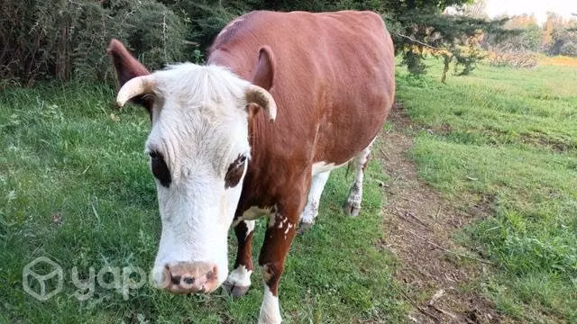 Vaquilla vaca