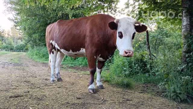 Vaquilla vaca