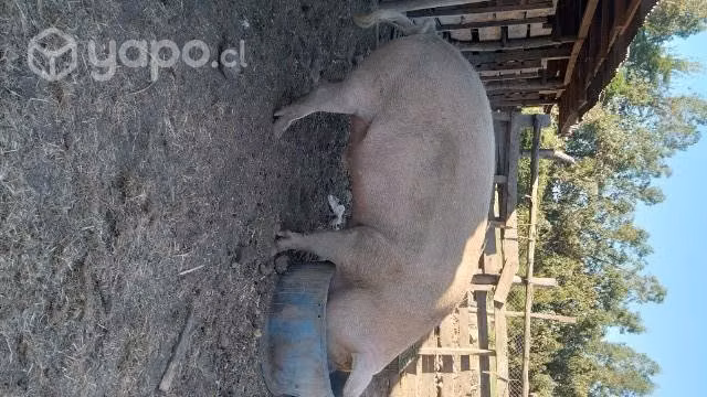 Chancho capon