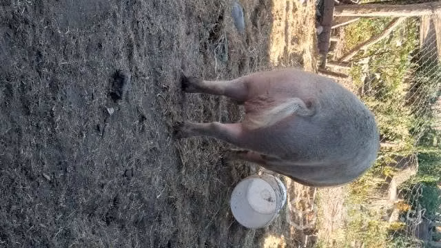 Chancho capon - Imagen 2