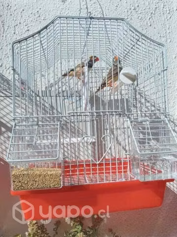 Jaulas con aves