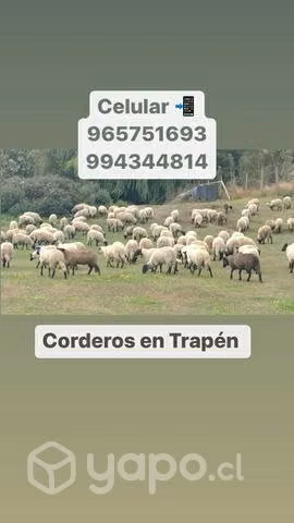 Corderos chiporros