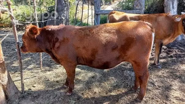 Vaquilla Jersey y tres terneros