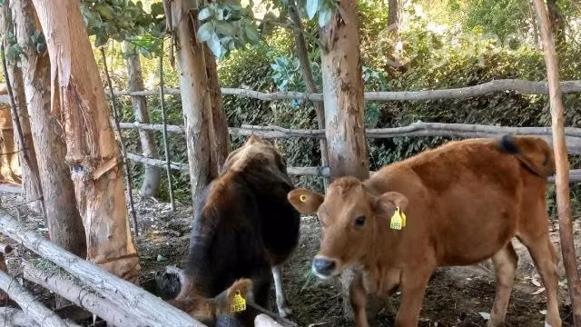 Vaquilla Jersey y tres terneros