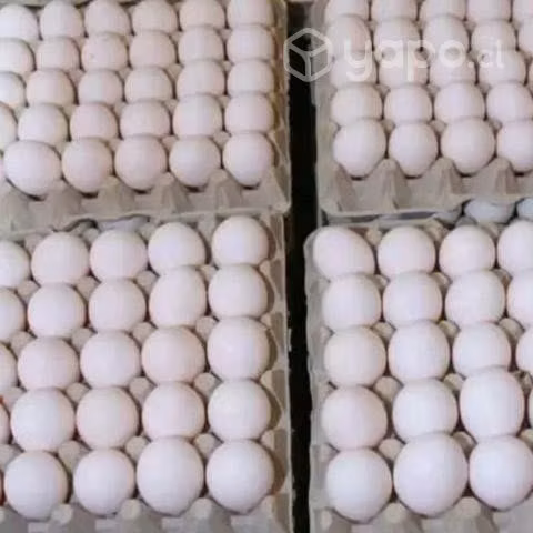 minoristas y mayoristas de abarrotes varios