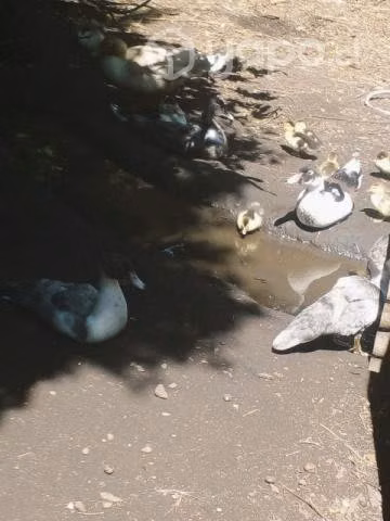 Crias Patos Chinos