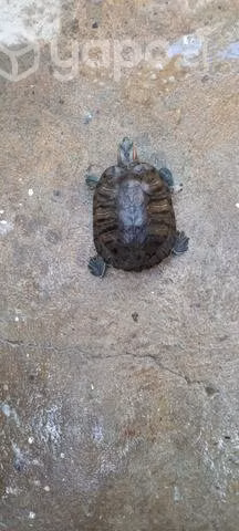 tortuga de tierra y de agua