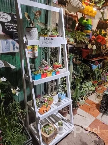 Suculentas repisa