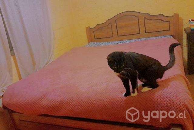 Cama 2 plazas 1/2 + colchon - Imagen 2