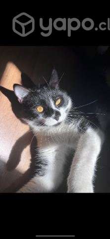 Gatito de 2 años en adopción