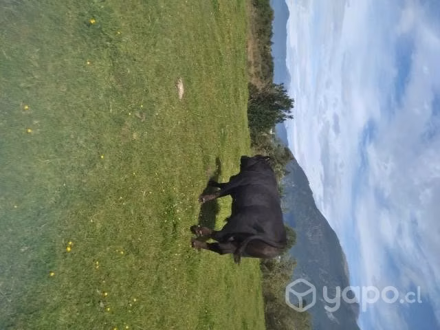 Toro angus de 3 año