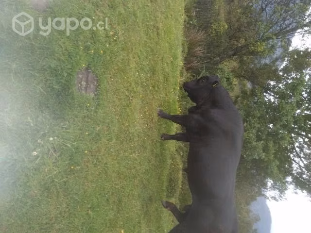 Toro angus de 3 año