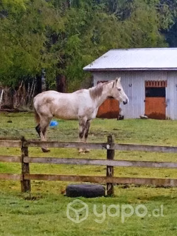 Caballo árabe con inglés - Imagen 2