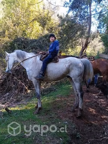 Caballo árabe con inglés