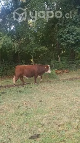 Toro de 2 años Angus con Hereford - Imagen 5