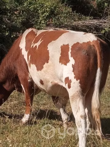 Toro reproductor