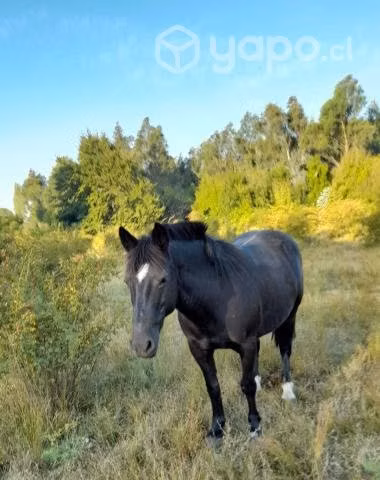 Yegua Negra Chilena