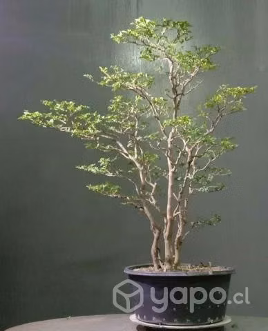 Arrayan nativo - Imagen 2