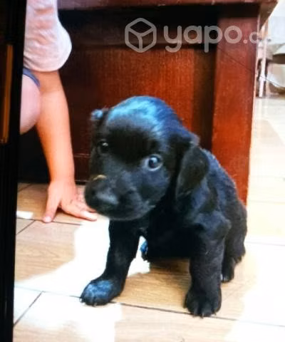 Se da en adopción perrito