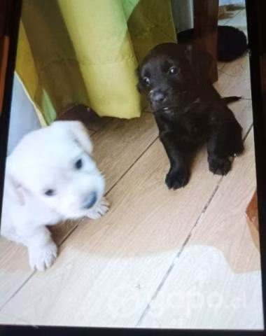 Se da en adopción perrito