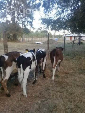 Ganado