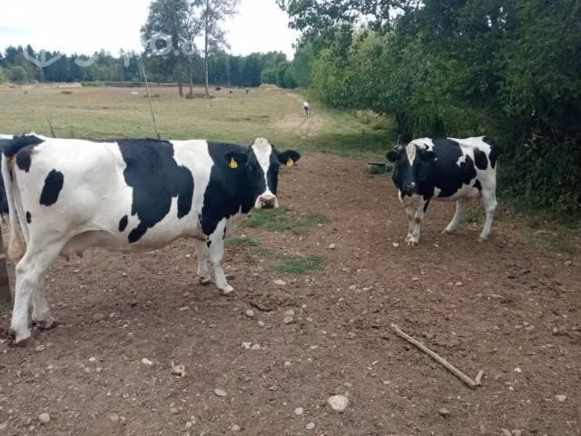 Vacas