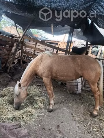 animales en la v región