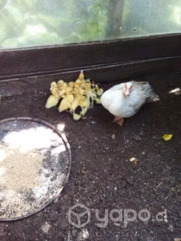 Patos vivos - Imagen 2